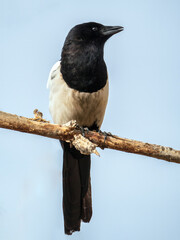 Magpie is sitting on a branch tree against the blue sky. Close-up