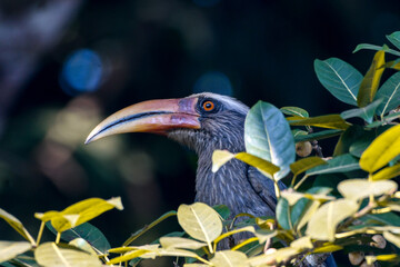 Grey hornbill on top of a tree © Parthasarathy