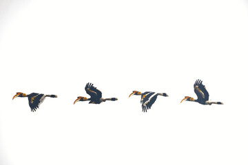 Hornbills on flight