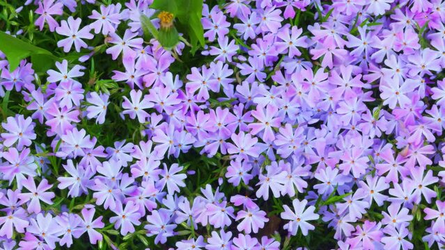 Many small phlox flowers grow in garden.