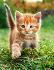 Naklejka na ściany i meble Ginger kitten playing in the grass