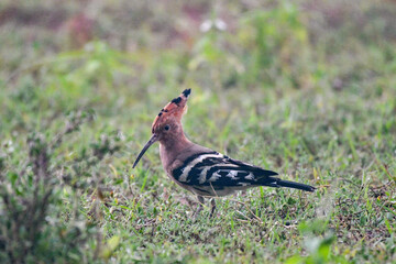 Hoopoe fraging