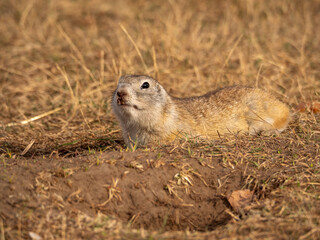 Prairie dog is laying near its hole and looking at a camera