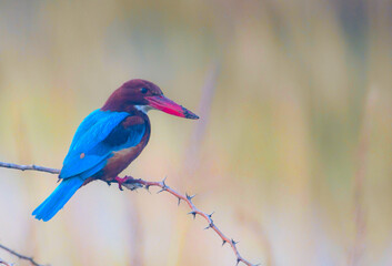 kingfisher on the branch