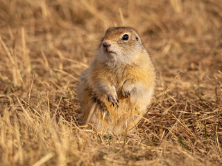 Prairie dog is sitting on the grassy field and looking at a camera