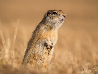 Naklejka na ściany i meble A prairie dog is standing on its hind legs and watches its surroundings