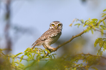 Owl perched in bush