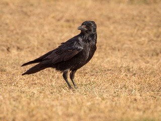 Crow  is walking on the grassy field