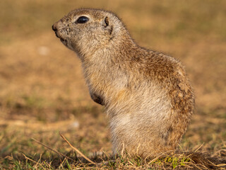 A prairie dog is standing on its hind legs and watches its surroundings