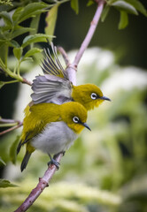 Indian white eye pair