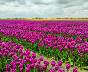 Tulpen auf einem Feld im Frühling 