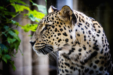 Persian leopard: A majestic and critically endangered big cat - 785539813