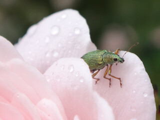 Green immigrant leaf weevil (Polydrusus formosus, Polydrusus splendidus) on petals of a pink, dew covered rose