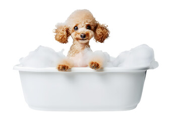 Funny smiling Toy Poodle dog in a bath with foam, isolated on transparent background, cute pet concept, realistic illustration, generative ai - 785540288