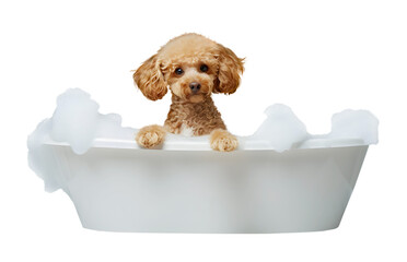 Cute Toy Poodle dog in a bath with foam, isolated on transparent background, cute pet concept, realistic illustration, generative ai - 785540299