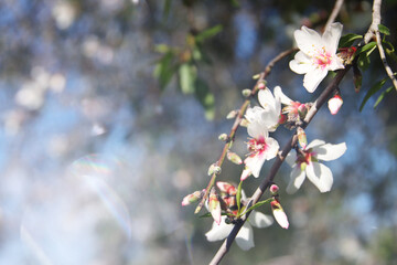 dreamy background of spring blossom tree. selective focus