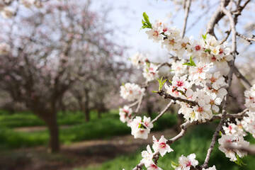 background of spring blossom tree. selective focus - 785540600