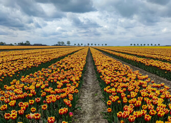 Tulpen auf einem Feld im Frühling 