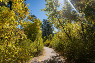 Bandelier National Monument, New Mexico. Trail along Frijoles Creek (El Rito de los Frijoles) ...