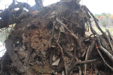 roots of tree