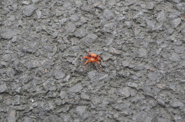 Spider