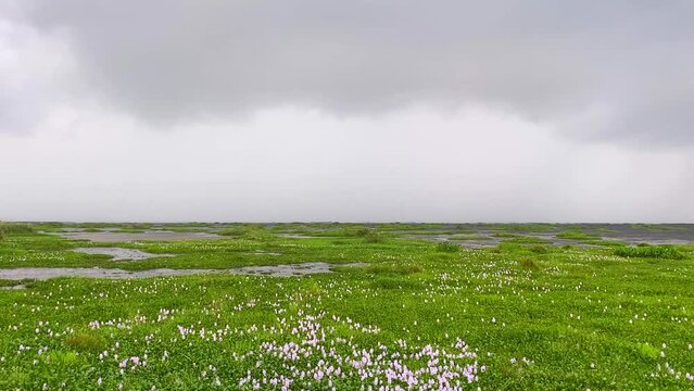 Loktak lake is the largest freshwater lake and thanga village in India as well as the largest lake in manipur north east India.