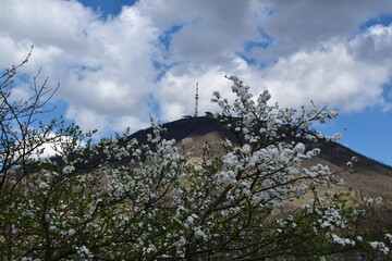 view of Mount Mashuk in Pyatigorsk, Russia, through the branches of blooming cherry plum