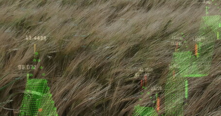 Image of diagrams and data processing over grass waving