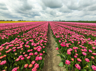 Tulpen auf einem Feld im Frühling 