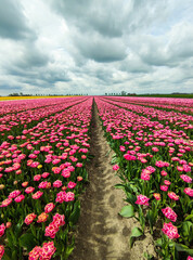 Tulpen auf einem Feld im Frühling 