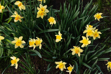 Summer floral background of yellow flowers.