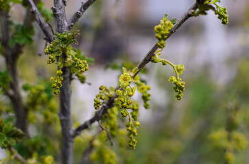 currant branches with green inflorescences in the garden - obrazy, fototapety, plakaty