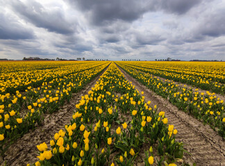 Tulpen auf einem Feld im Frühling 