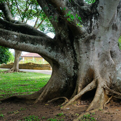 Trunk, branches and roots of Ficus benjamina in the botanical garden. Sri Lanka. - 785544883