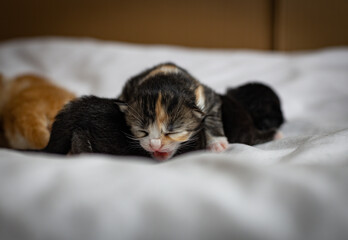 A sleeping newborn kitten meows on the bed.