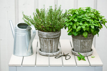 lemon balm (melissa) and thyme herb in flowerpot on balcony, urban container garden concept
