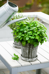 watering lemon balm (melissa) and thyme herb in flowerpot on balcony, urban container garden concept