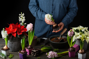 man gardener planting winter or spring flowers hyacinth on black background