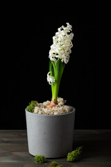 white hyacinth traditional winter christmas or spring flower on black background