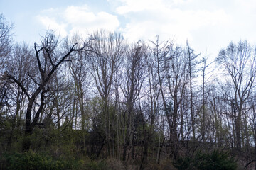 Tree Branch against blue sky in winter