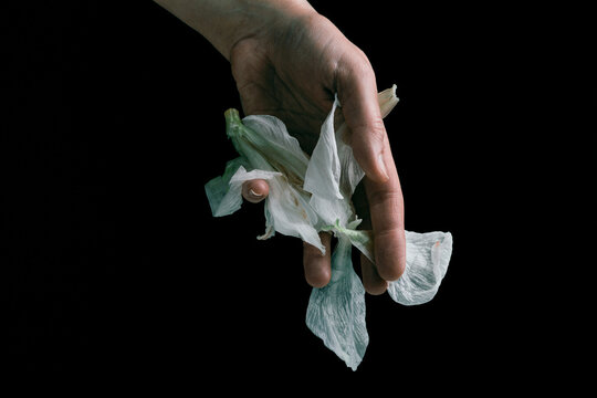 man's hand holding wilted flower, concept of melancholy sadness fatigue despair or depression