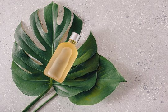 eco friendly skincare cosmetic concept. monstera leaf essential oil