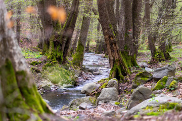 stream in the forest