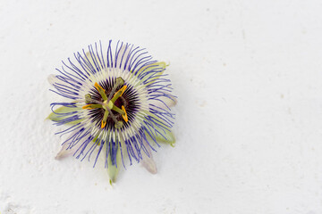 A lone passionflower (Passiflora caerulea) in bloom shot from above. Herbal remedy for insomnia.