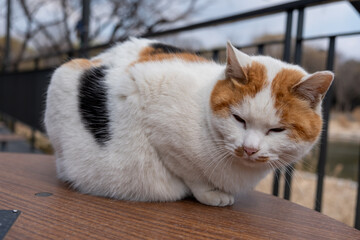 Chubby cat sitting on the table, Seoul Forest in South Korea