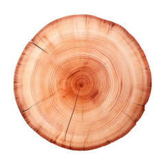 Single sliced round Cedar wood plant tree white background