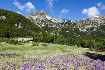 Beautiful purple crocus flowers and mountain view in Pirin National Park, Bulgaria.