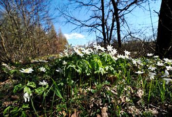 Zawilec gajowy (Anemone nemorosa L.) – gatunek byliny  która masowo zakwita na przedwiośniu jest ozdobą puszcz i lasów - obrazy, fototapety, plakaty