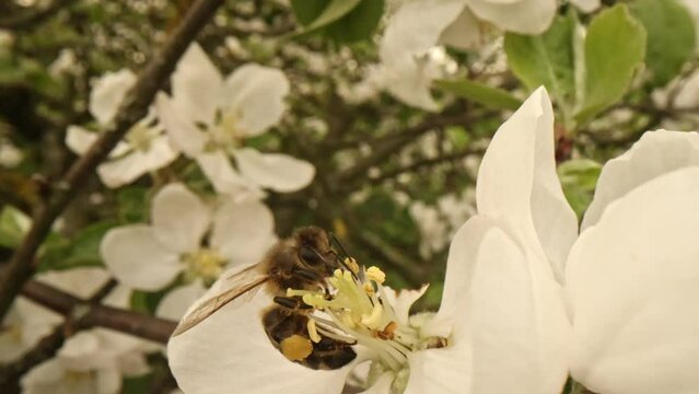 Closeup of european honey bee apis mellifera collecting nectar and pollen on large number of fastly visited white blooms pollinated by this work on early spring without any green leaf on the tree.