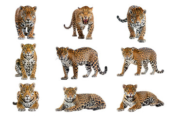 Set of Leopard isolated on white